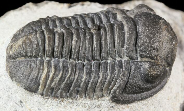 Bargain, Gerastos Trilobite Fossil - Heavily Restored #52954